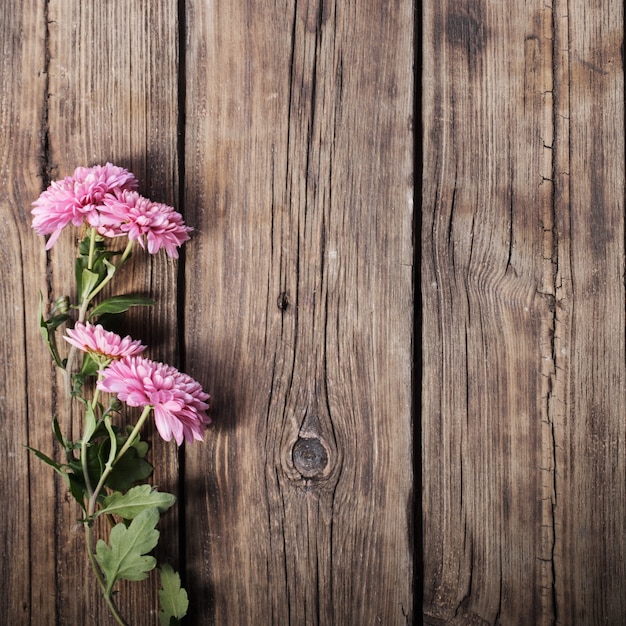 Roze chrysanten op donkere houten achtergrond