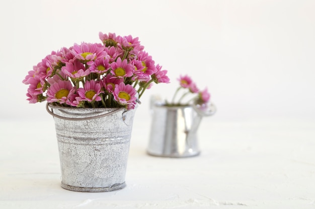 Roze chrysanten op een grijze achtergrond, close-up.