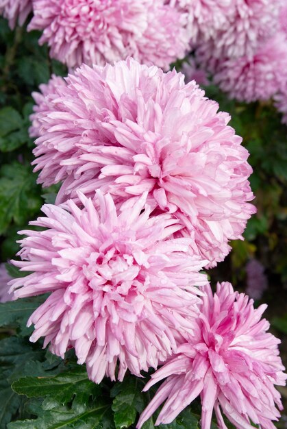 Roze chrysanten