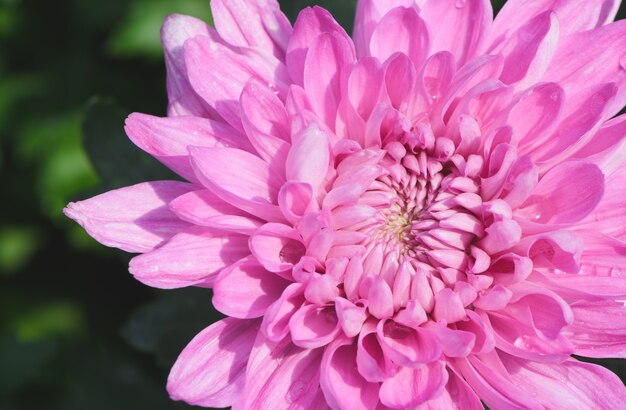 Roze Chrysanthemum-bloem met waterdruppel