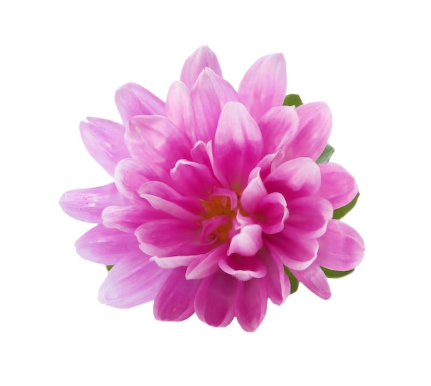 roze chrysanthemum bloem