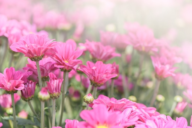 Roze chrysanthemumbloem in tuin