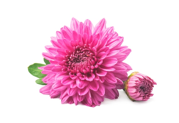 Foto roze chrysanthemumbloemen geïsoleerd op wit