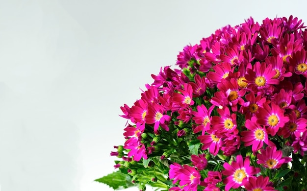 Roze cineraria bloemen met groene bladeren