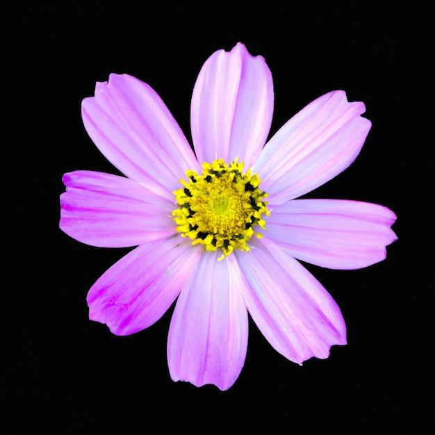 Roze Cosmea Mooie Cosmos Bloem geïsoleerd op zwarte achtergrond Cosmea ook wel bekend tuin kosmos met filigraan bloemen De gele kern van de bloem Cosmos bipinnatus