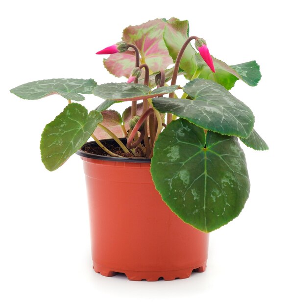 Roze cyclamen in een geïsoleerde pot