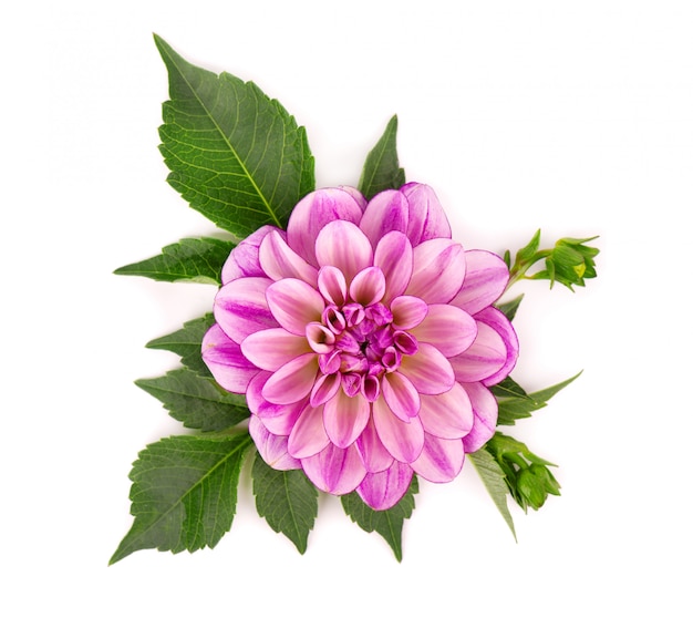 Roze dahlia bloem bovenaanzicht