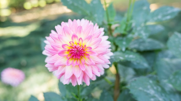 Roze dahlia bloem in de tuin