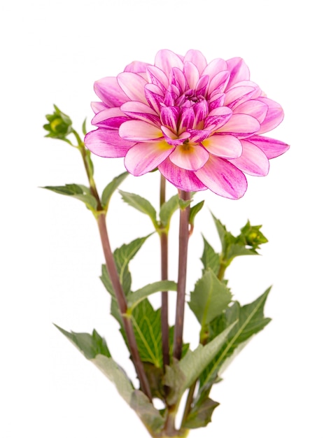 Roze dahlia bloem met bladeren