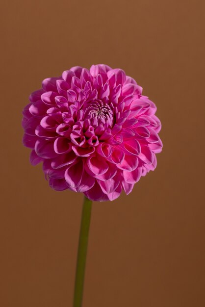 Roze dahlia bloem op bruine achtergrond mooie sier bloeiende tuinplant met uitknippad