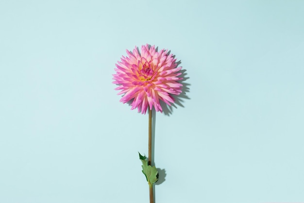 Roze dahlia bloem op pastel blauwe achtergrond Bovenaanzicht Plat leggen Kopieer ruimte Creatief minimalisme stilleven Bloemdessin