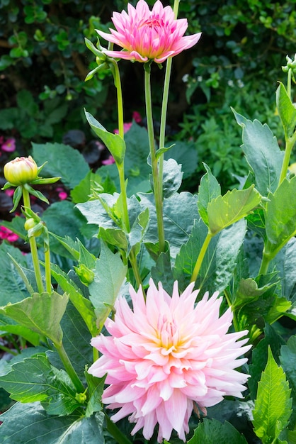 Roze dahlia bloem