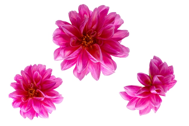 Roze dahlia hoofd bloemen close-up geïsoleerd op witte achtergrond