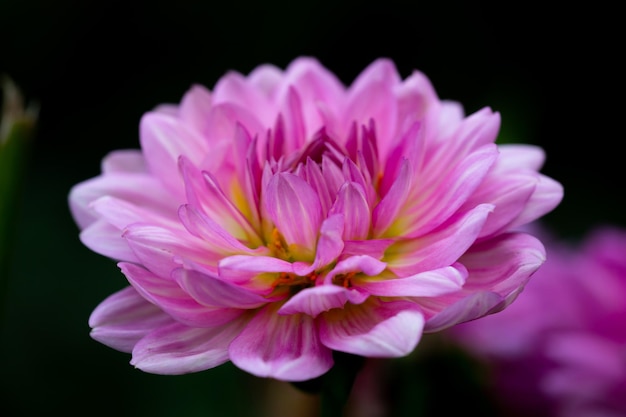 Roze dahlia-macrofotografie in de zomerdag Paarse dahlia-closeupfoto in de zomer