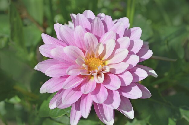 Roze dahlia&#39;s bloeien