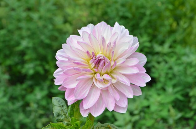 Roze dahlia