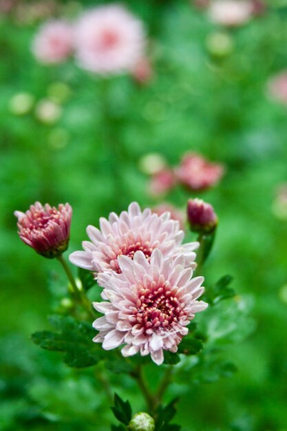 Roze dahlia