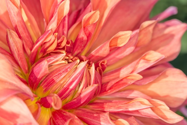 Roze dahlia