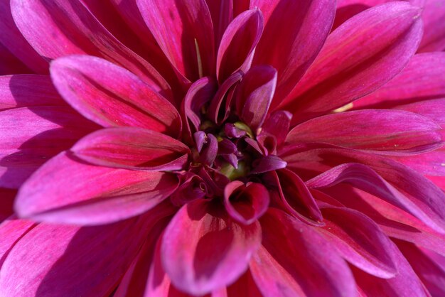 Roze dahlia