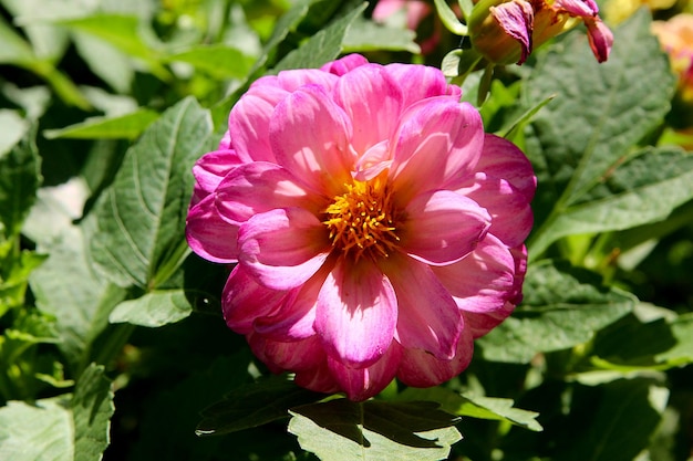 Roze dahliabloem in de tuinachtergrondafbeelding