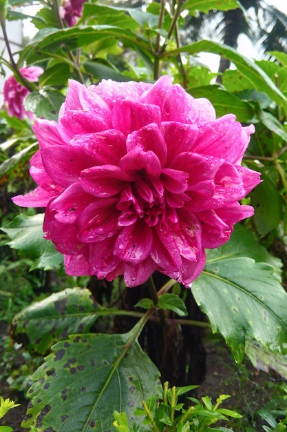 Roze dahliabloem in Indonesië