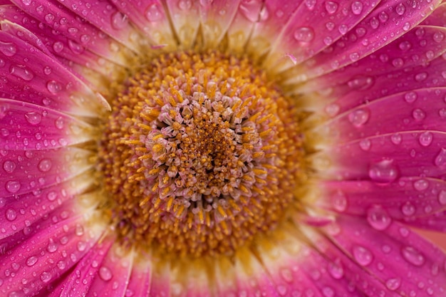 Foto roze daisy gerbera bloem met waterdruppels