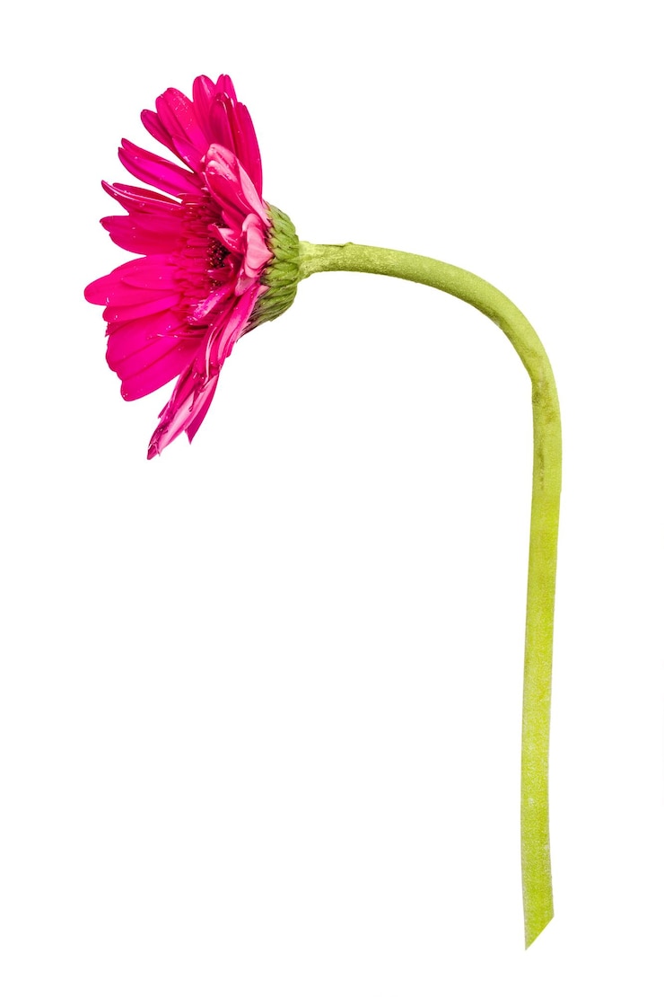 Foto roze daisy png bloem doorzichtige achtergrond