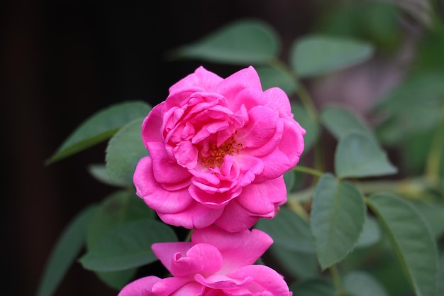 Roze Damastroos (Rosa x damascena) bloei