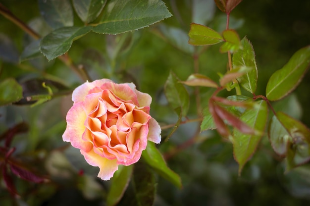 Roze delicate roze bloemen in de tuin