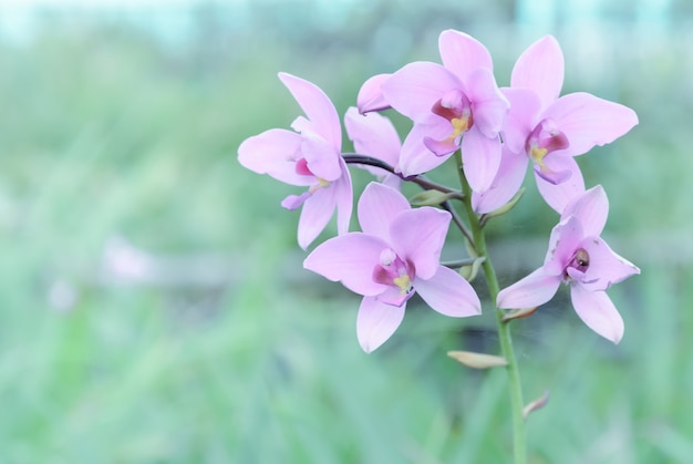 Roze Dendrobium-orchideebloem