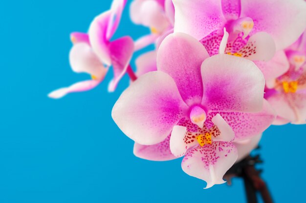 Roze dichte omhooggaand van de orchideebloem tegen blauwe achtergrond