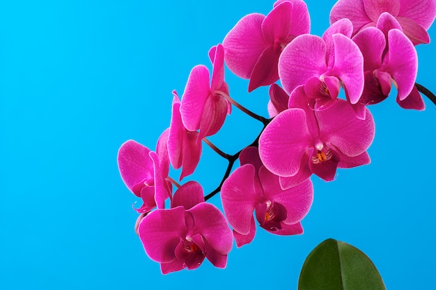 Roze dichte omhooggaand van de orchideebloem