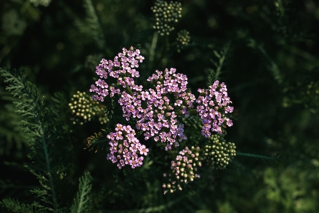 Foto roze duizendblad 's nachts geneeskrachtig kruid duizendblad plant bloeiend in de avondtuin