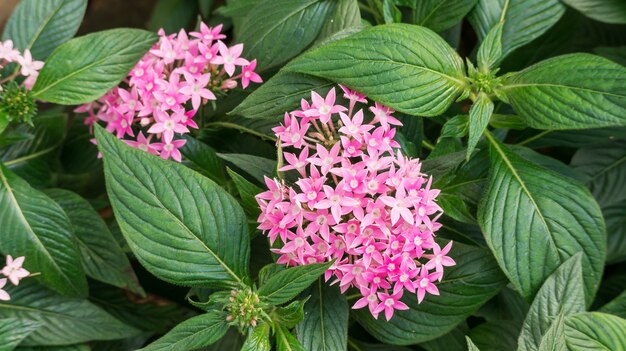 Roze Egyptische starclusterbloem in een tuin.