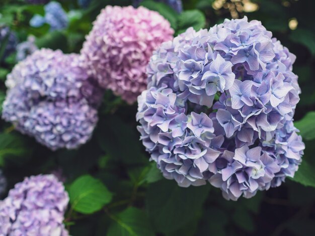 Foto roze en blauwe hortensia bloemen in de tuin