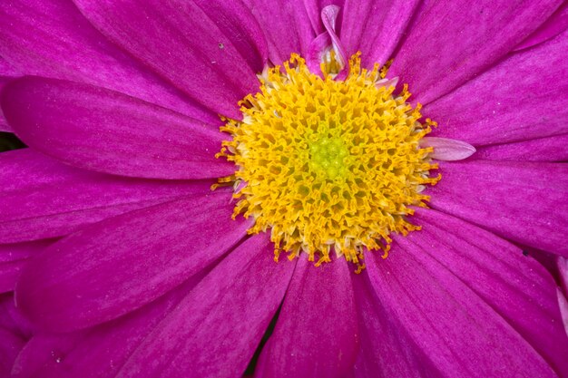 Roze en gele bloemclose-up