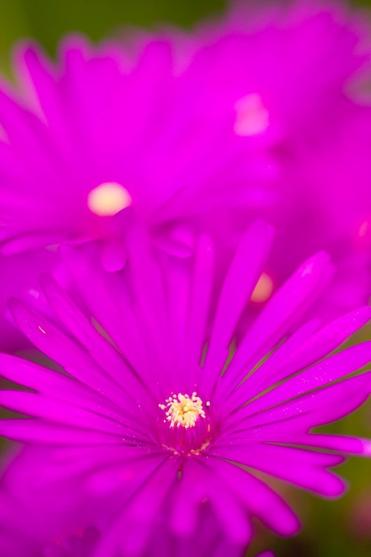 Foto roze en gele bloemen van vetplant