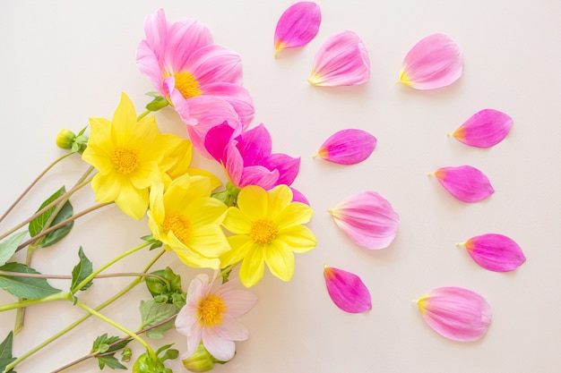 Roze en gele dahliabloemen op pastelkleur