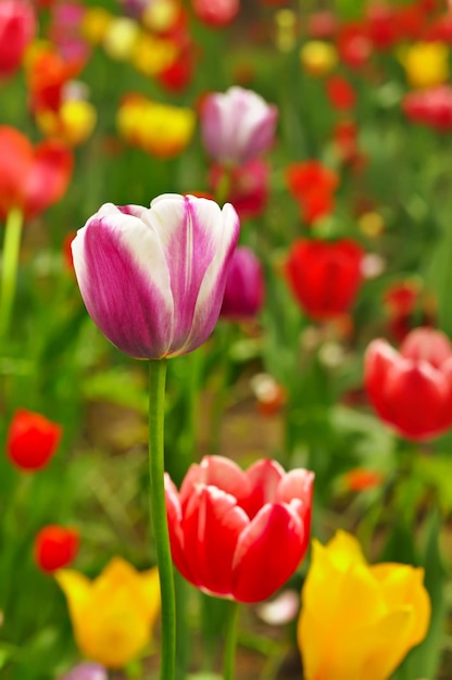 Roze en gele mooie tulpen