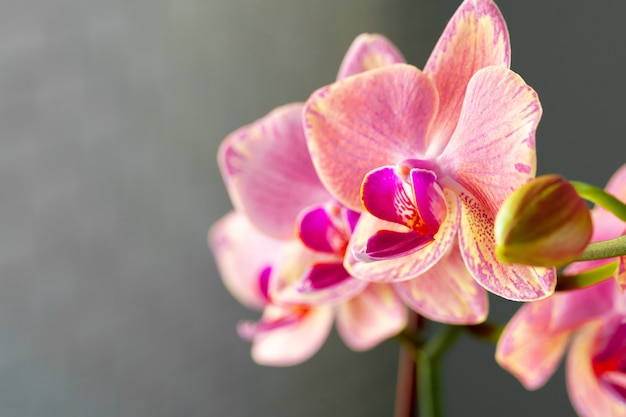 Roze en gele pastel orchidee close-up op onscherpe achtergrond