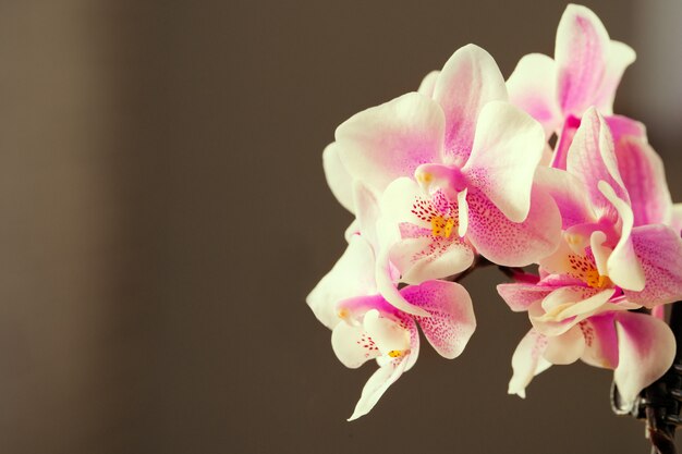 Roze en gele pastel orchidee close-up op onscherpe achtergrond