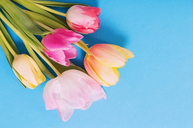 Roze en gele tulpen op blauw papier oppervlak