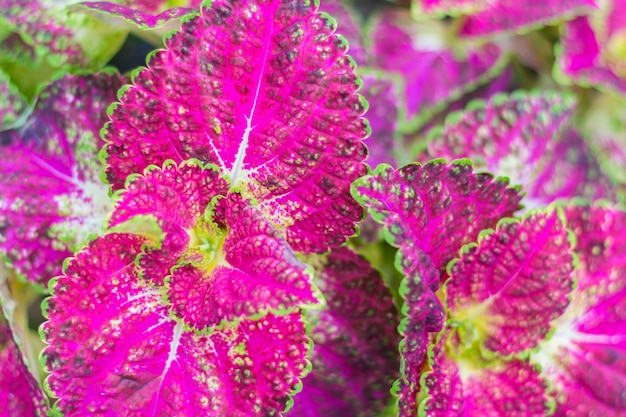 Roze en groene bladeren van coleus plant (soft focus)