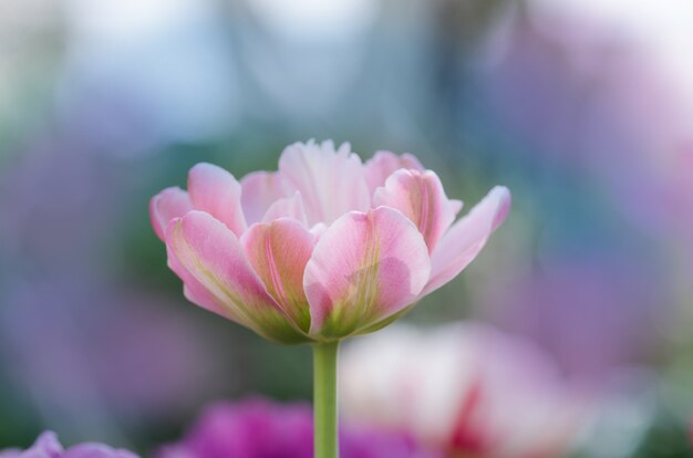 Roze en groene dubbele tulp