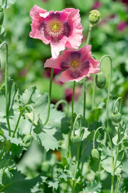 roze en paars bloeiende klaprozen op een groene achtergrond op een zomerdag