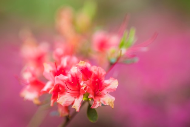 Roze en paarse azalea bloemen