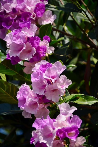 Roze en paarse bloemen op de achtergrond van groene tuinbloemen