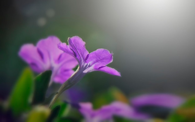 Roze en paarse bloemen op een onscherpe achtergrond Soft focus