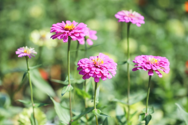 Roze en paarse chrysanten.