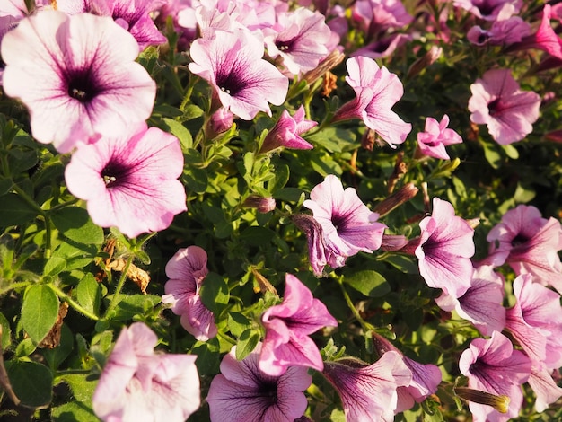 Roze en paarse petunia's op het bloembed Weelderige bloei van zomerbloemen Petunia of Petunia is een geslacht van kruidachtige of semishrubby vaste planten in de familie Solanaceae